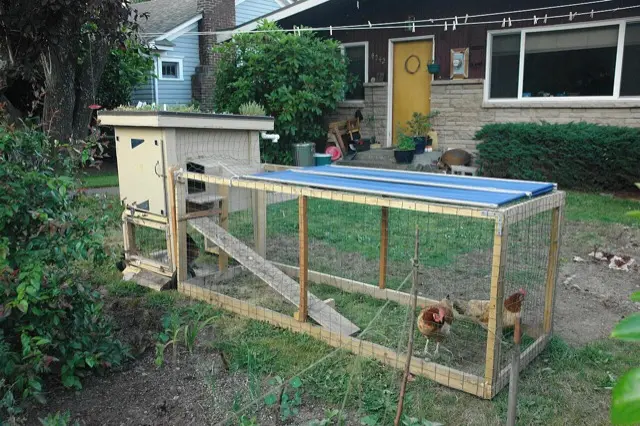 A small backyard chicken coop with a long wire run on the grass, hens outside, a house behind