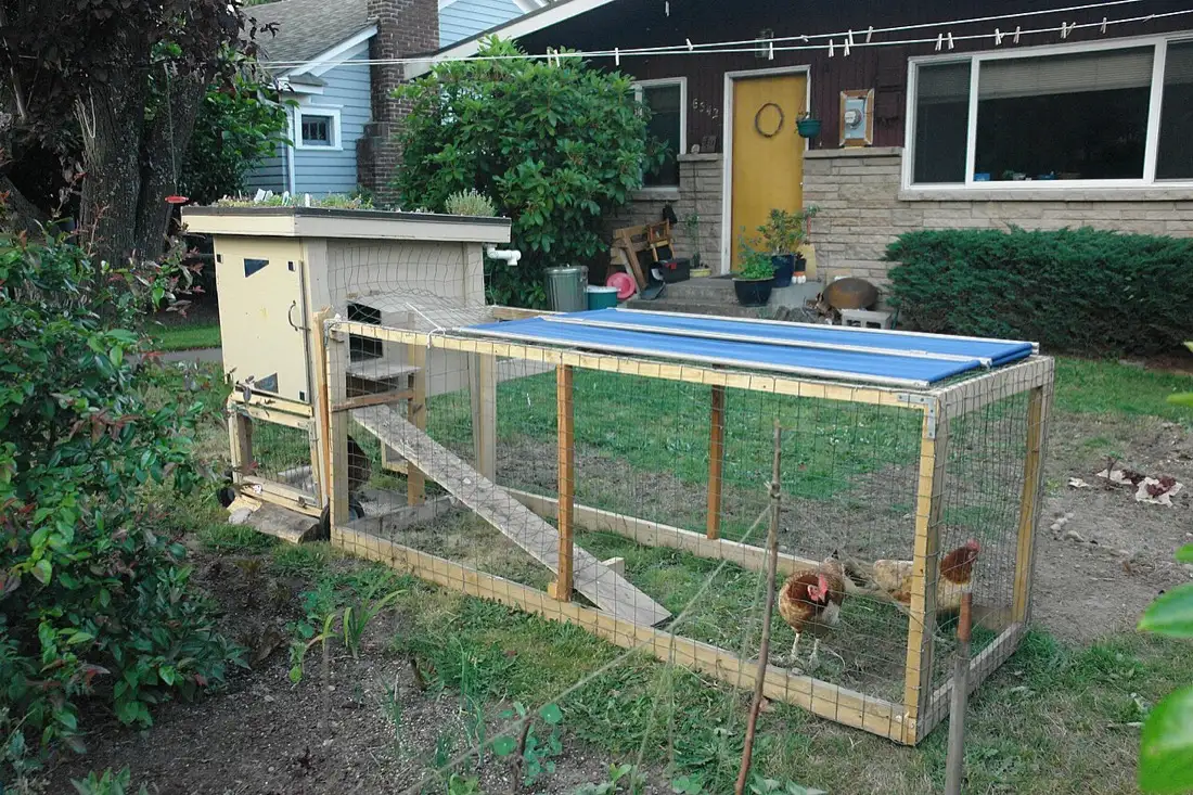 A small backyard chicken coop with a long wire run on the grass, hens outside, a house behind