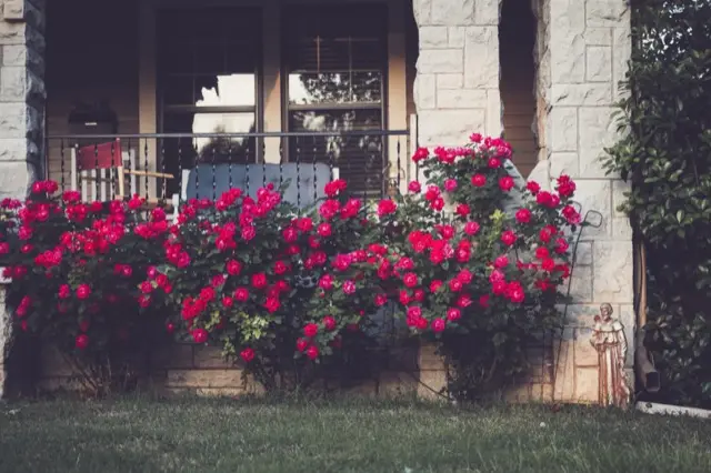 The front porch of a stone house behind a row of red rose bushes