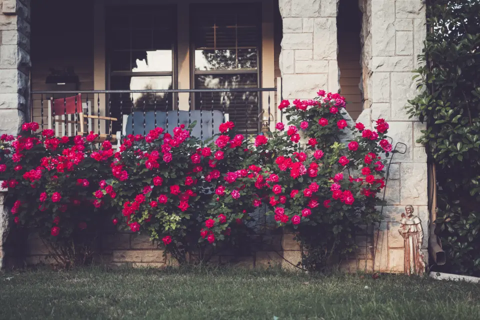 The front porch of a stone house behind a row of red rose bushes