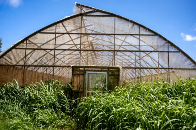 A large hoop greenhouse with a curved translucent roof behind tall green plants under a blue sky