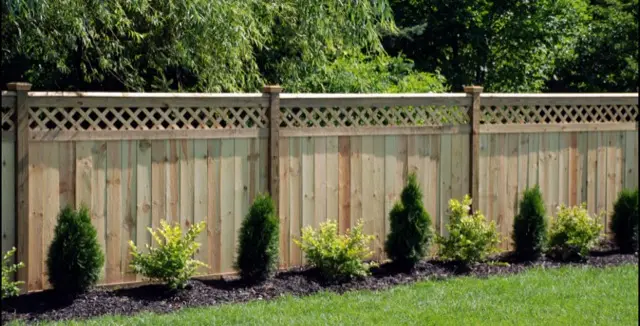 A tall wooden privacy fence topped with lattice, with a row of small shrubs planted along its base