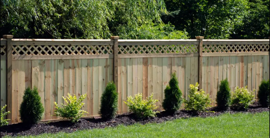 A tall wooden privacy fence topped with lattice, with a row of small shrubs planted along its base