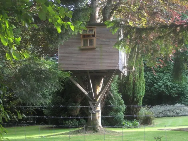 A wooden treehouse with a small window, held up by a large tree and angled posts in a green backyard
