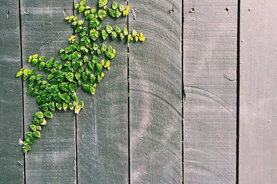 A weathered grey wooden fence with a small green ivy climbing across the boards